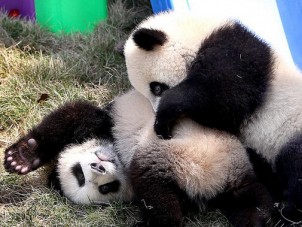 大熊猫龙凤胎宝宝有了新名字